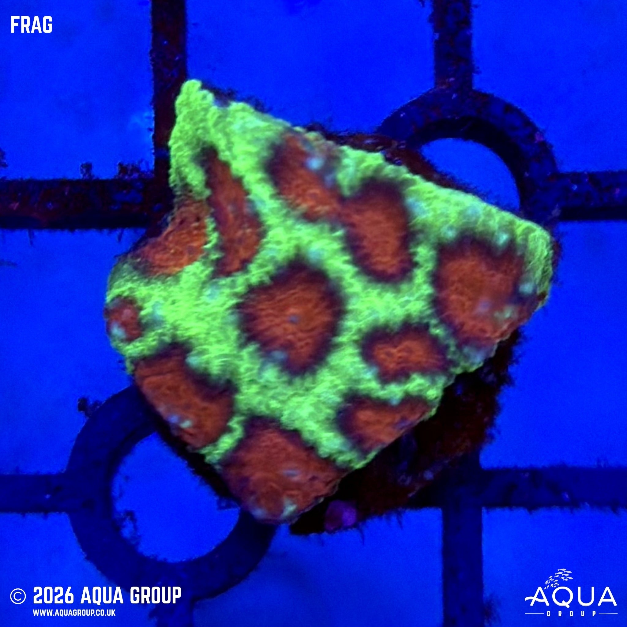 Christmas Favia - Favia sp. - Aqua Group