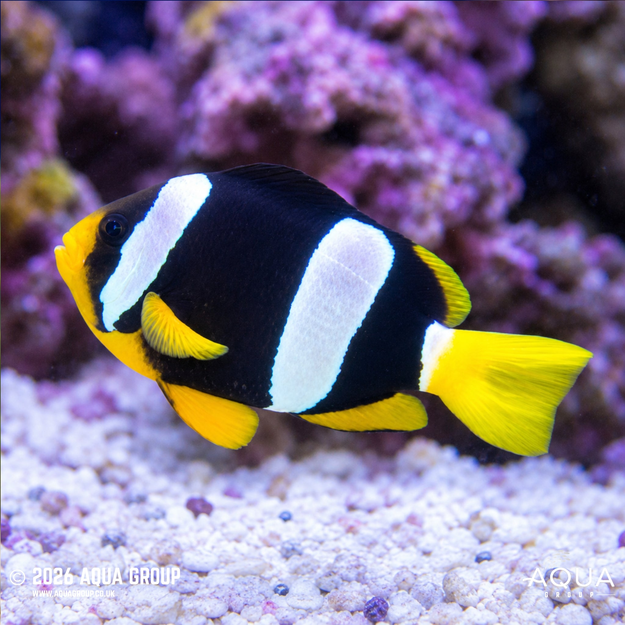 Clarkii Clownfish - Amphiprion xanthurus