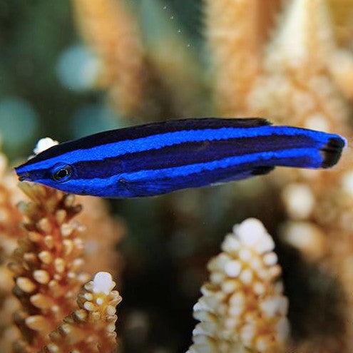 Cleaner Wrasse - Red Sea
