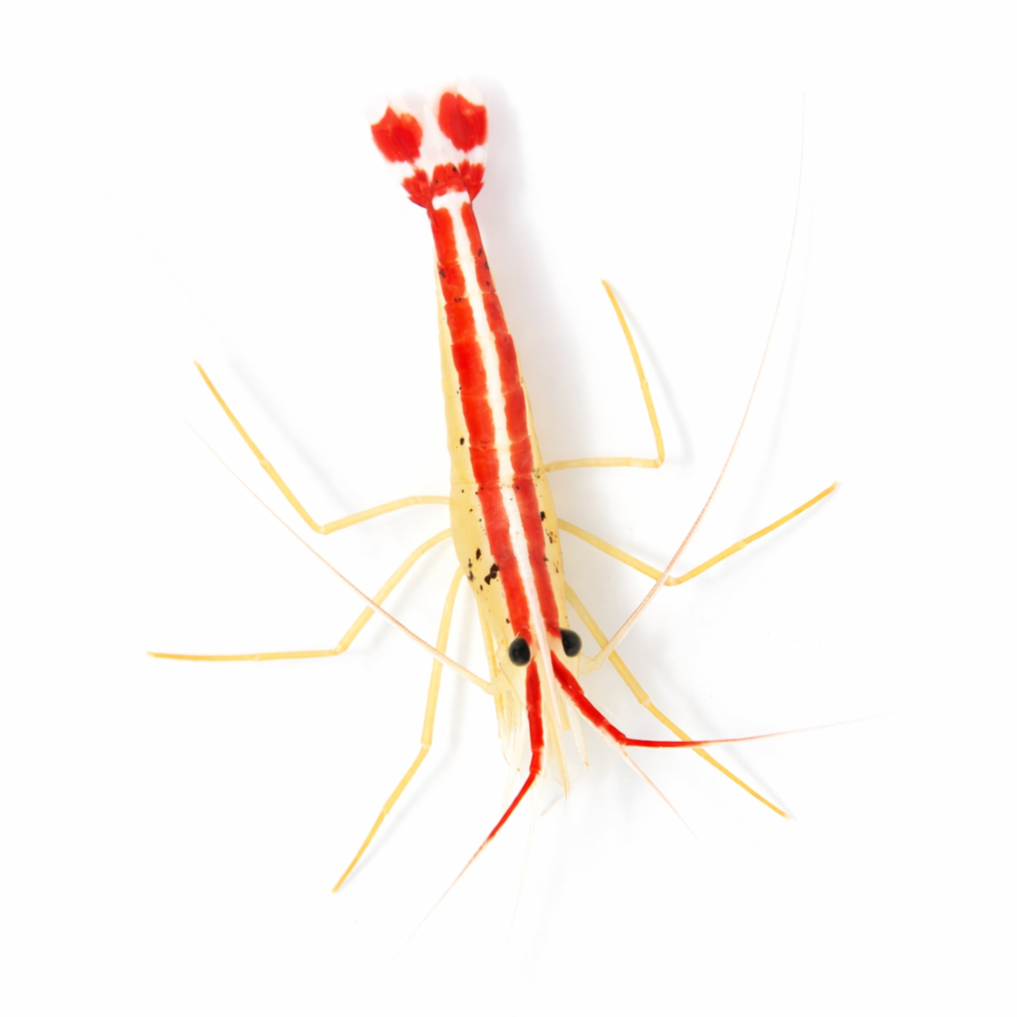 Cleaner Shrimp - Lysmata amboinensis - Aqua Group