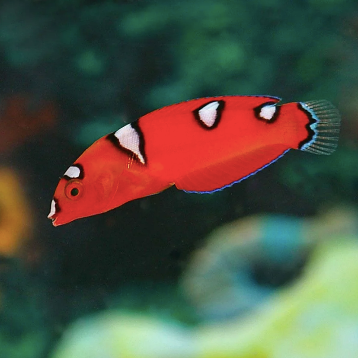 Clown Wrasse - Gaimard - Juvenile - Aqua Group