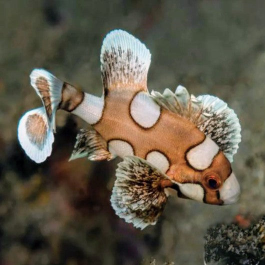 Clown Sweetlips