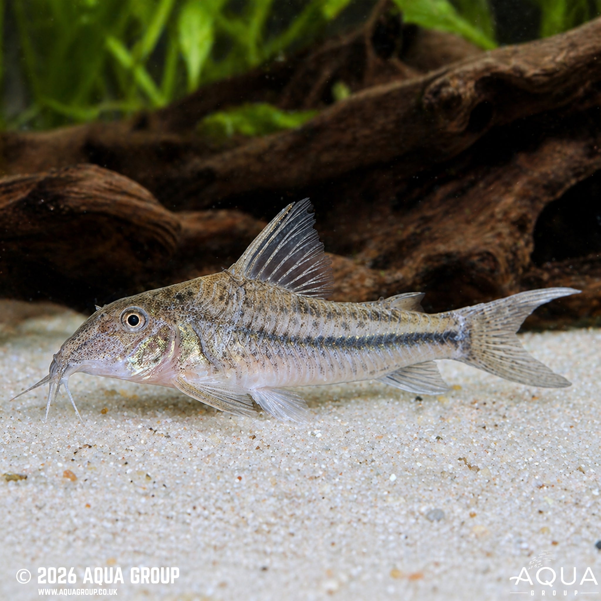 Coast Cory - Scleromystax prionotos