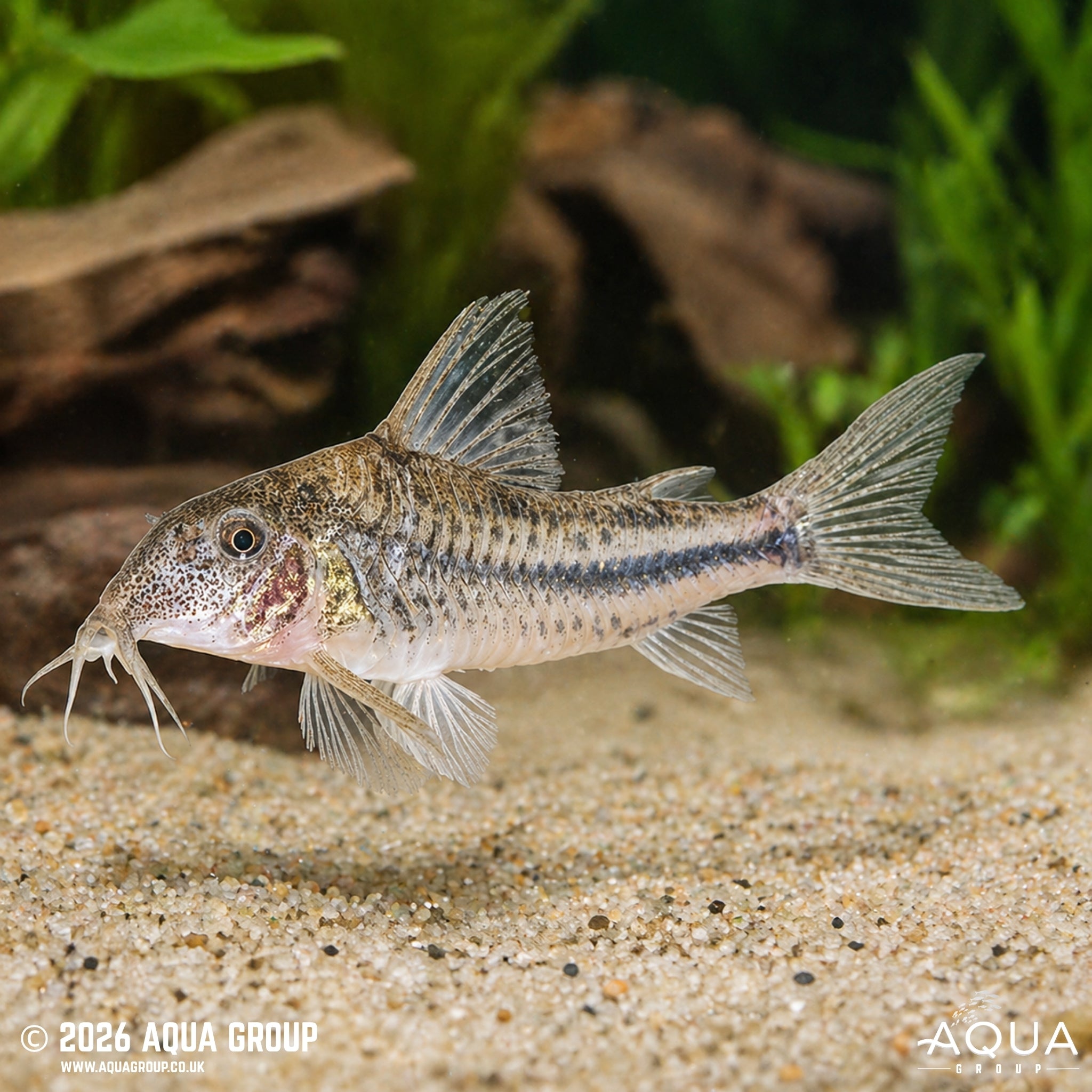 Coast Cory - Scleromystax prionotos