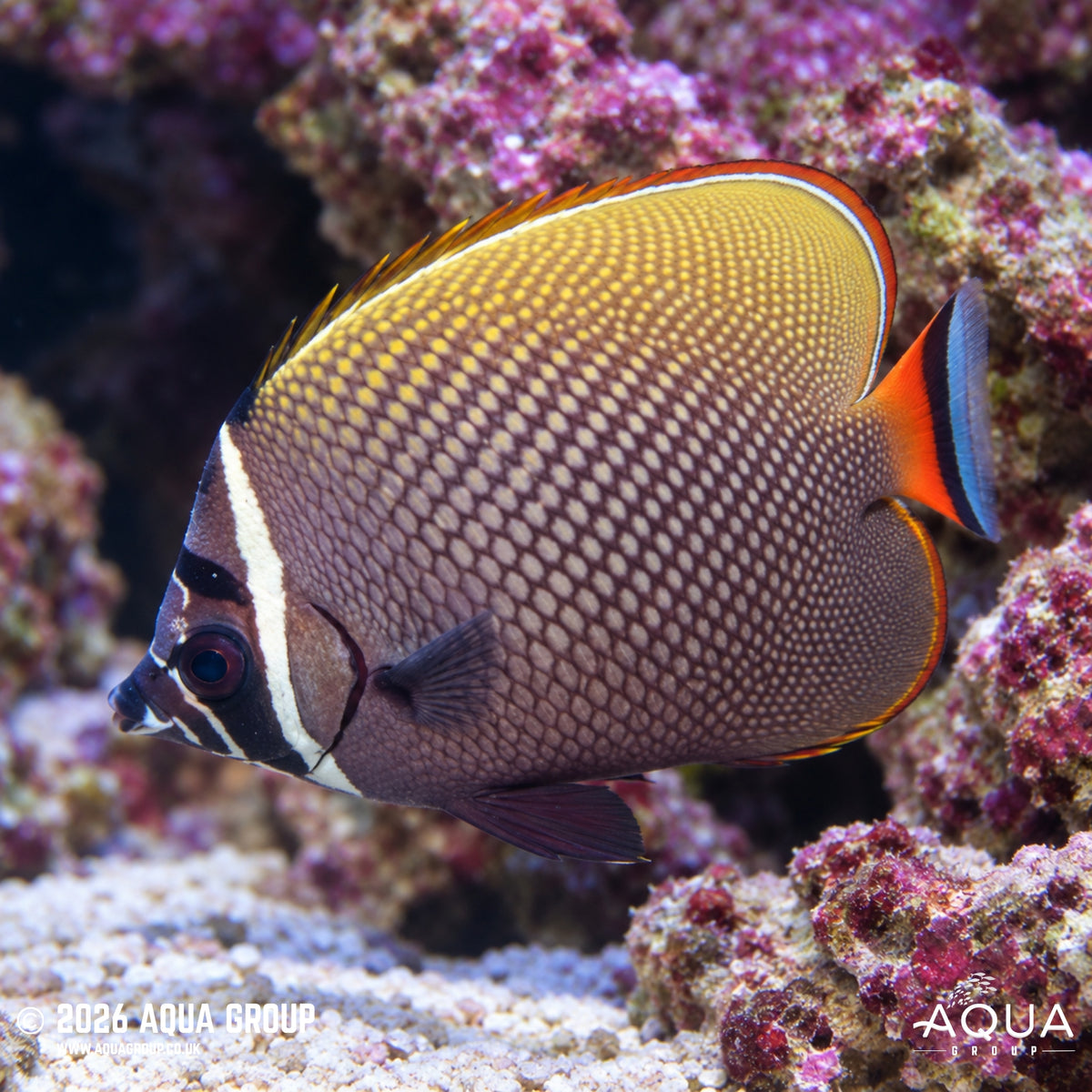 Collare Butterfly - Chaetodon collare