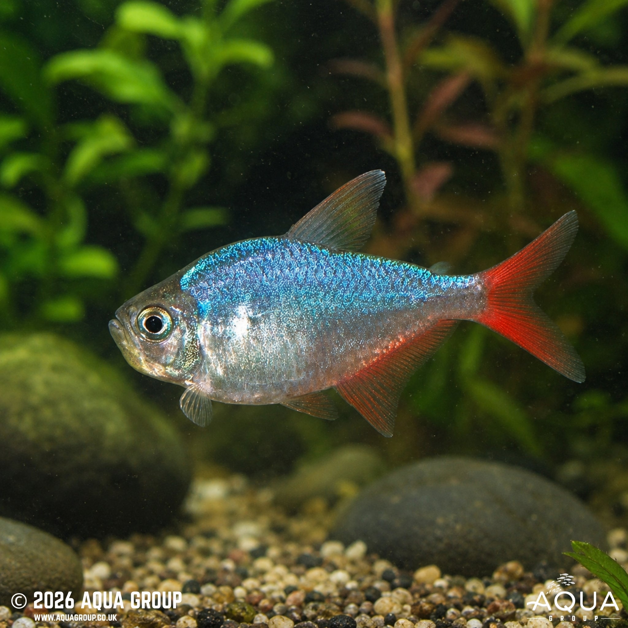Colombian Tetra - Hyphessobrycon columbianus - Aqua Group