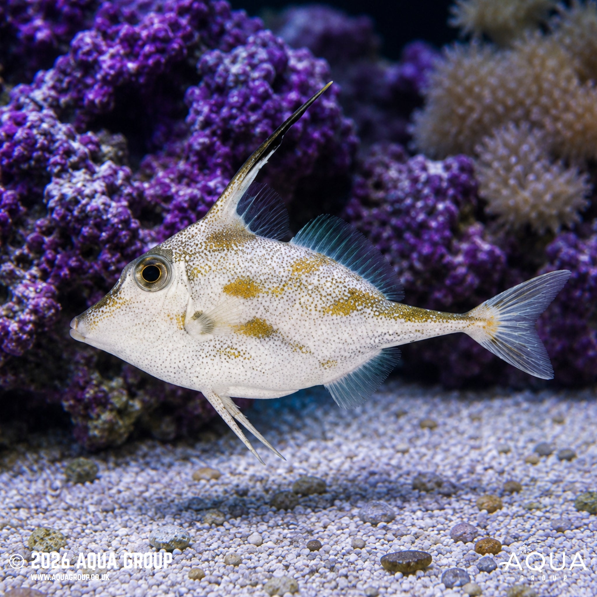 Comb Tripod Fish - Pseudotriacanthus strigilifer
