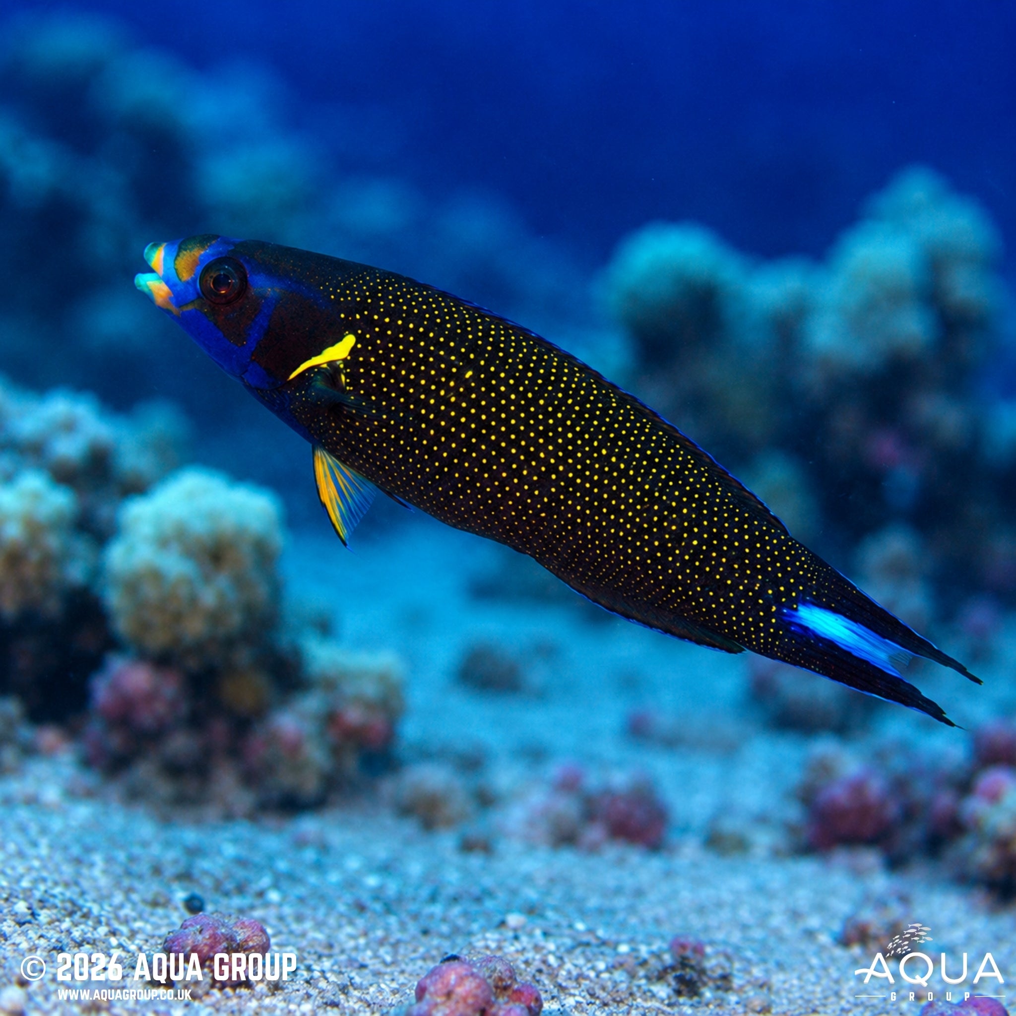 Comet Wrasse - Labropsis xanthonota