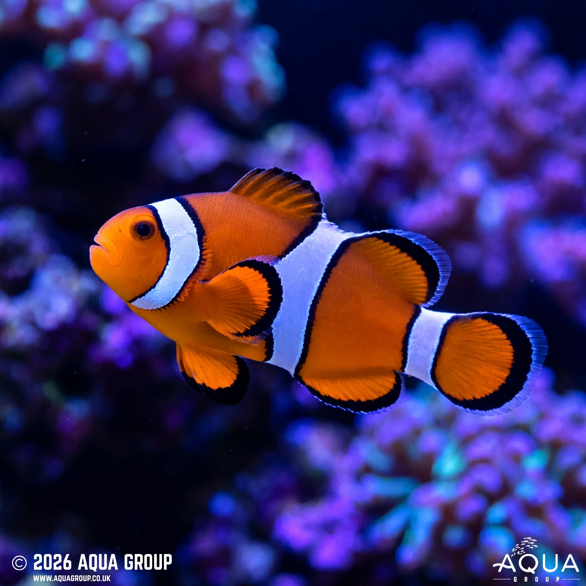 Tank Bred Common Clownfish - Amphiprion ocellaris