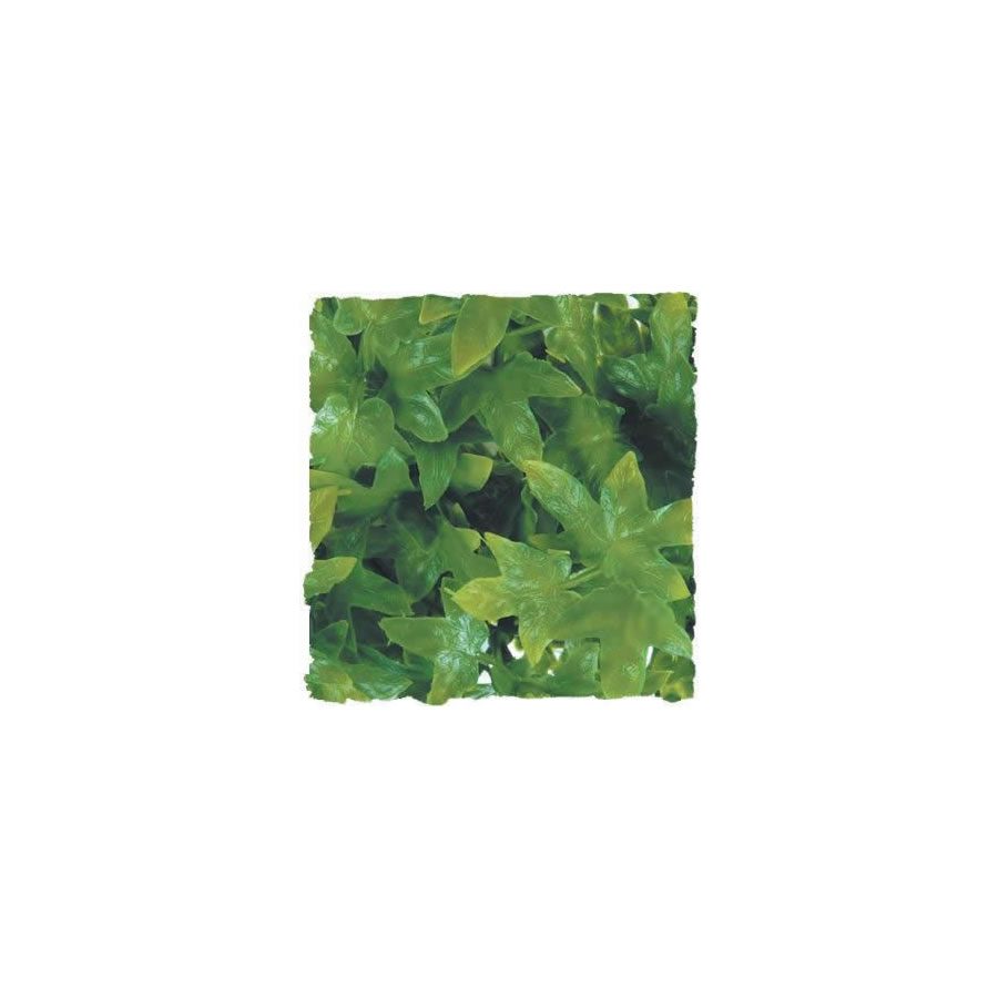 Congo Ivy - Large