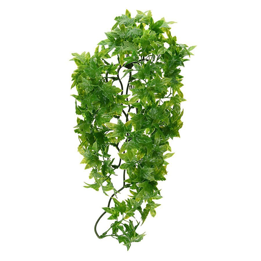 Congo Ivy - Medium