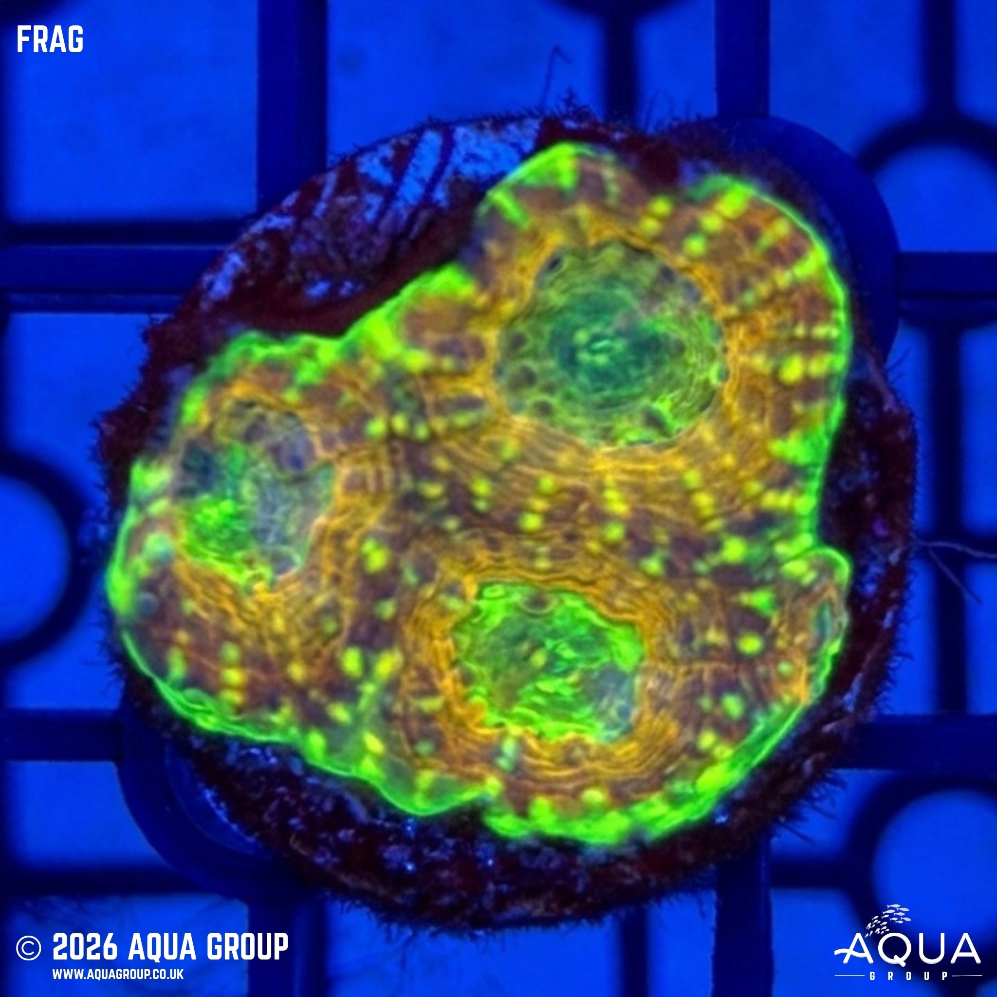 Cool Runnings Echinata - Acanthastrea echinata
