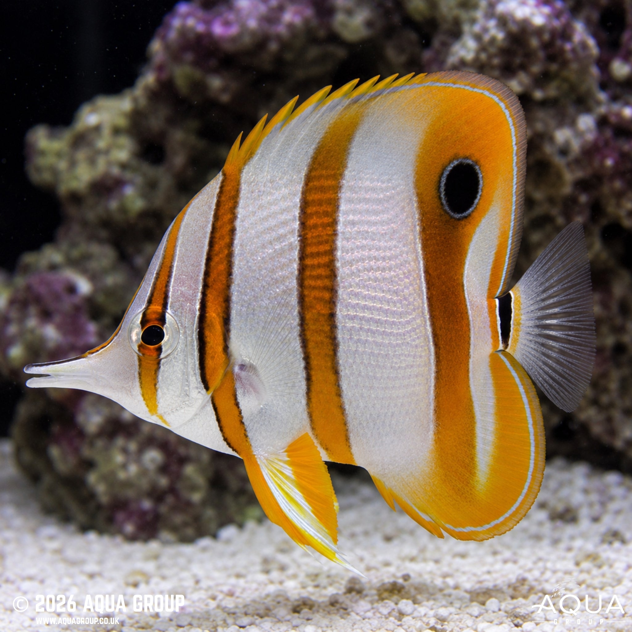Copperband Butterfly - Chelmon rostratus - Aqua Group