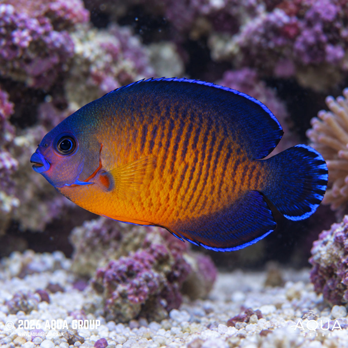 Coral Beauty - Centropyge bispinosa