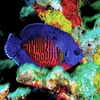 Coral Beauty - Melanesia - Aqua Group