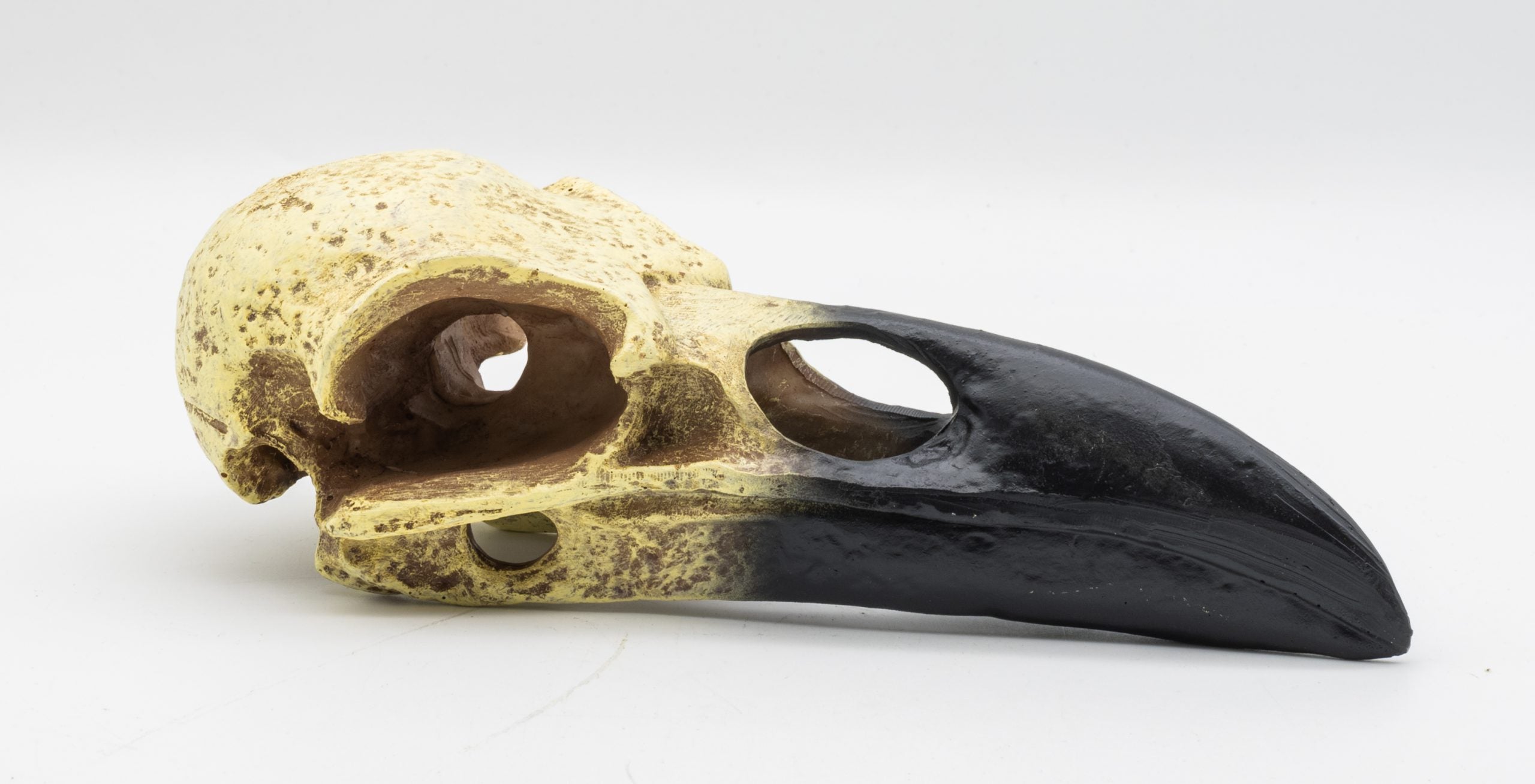 Corvid Skull