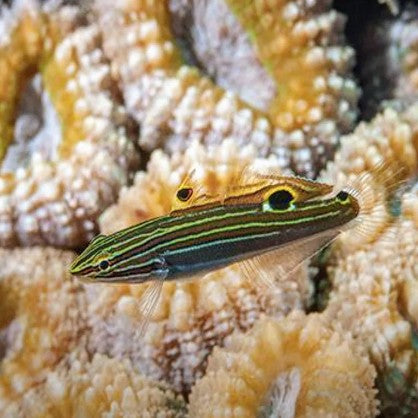 Court Jester Goby - Hectori
