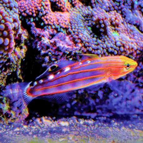 Court Jester Goby - South Pacific - Tank Bred