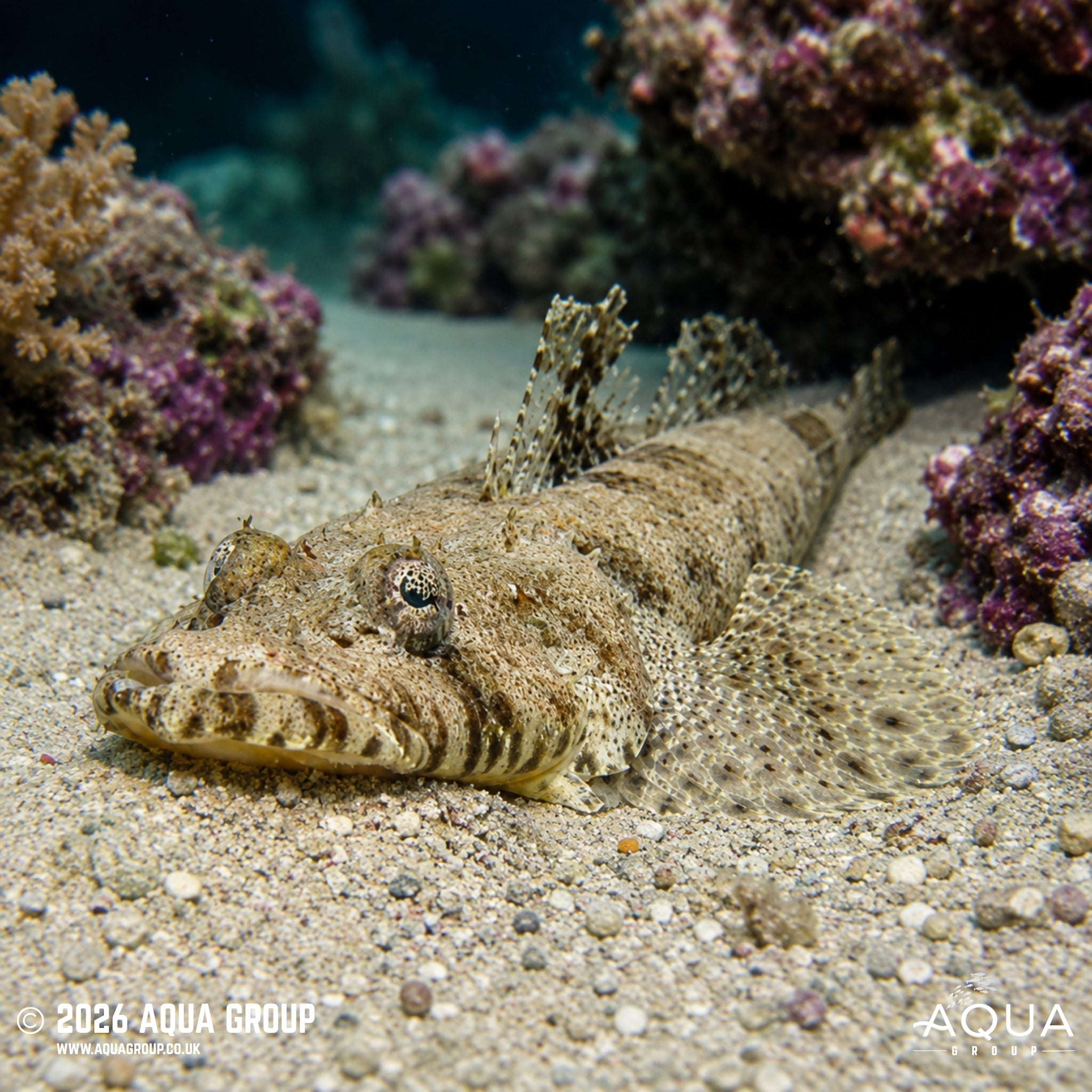 Crocodile Fish - Cymbacephalus beauforti