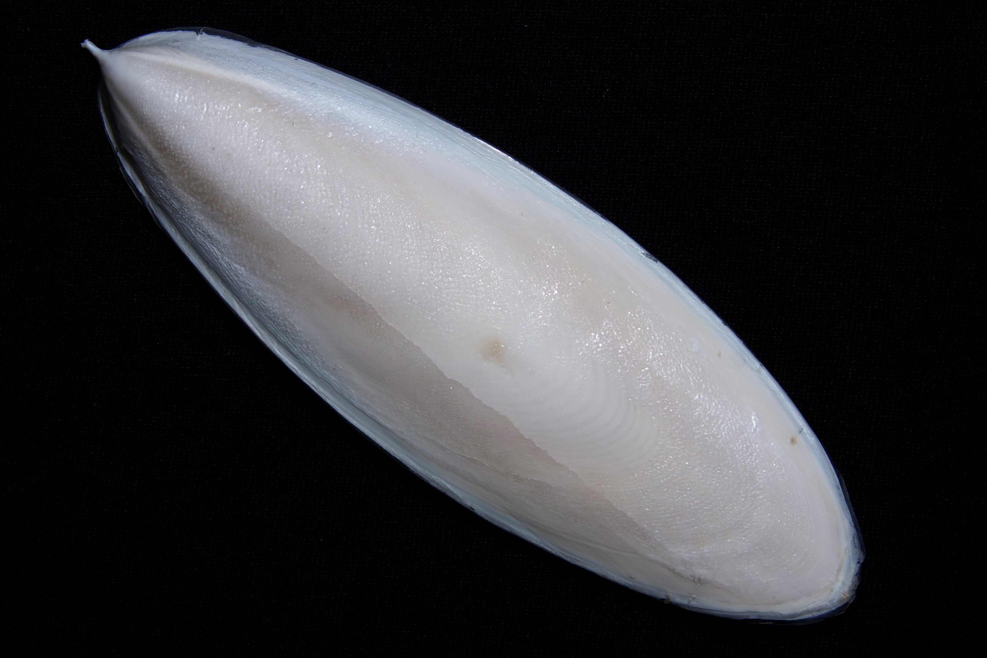 Cuttlefish Bone 100g