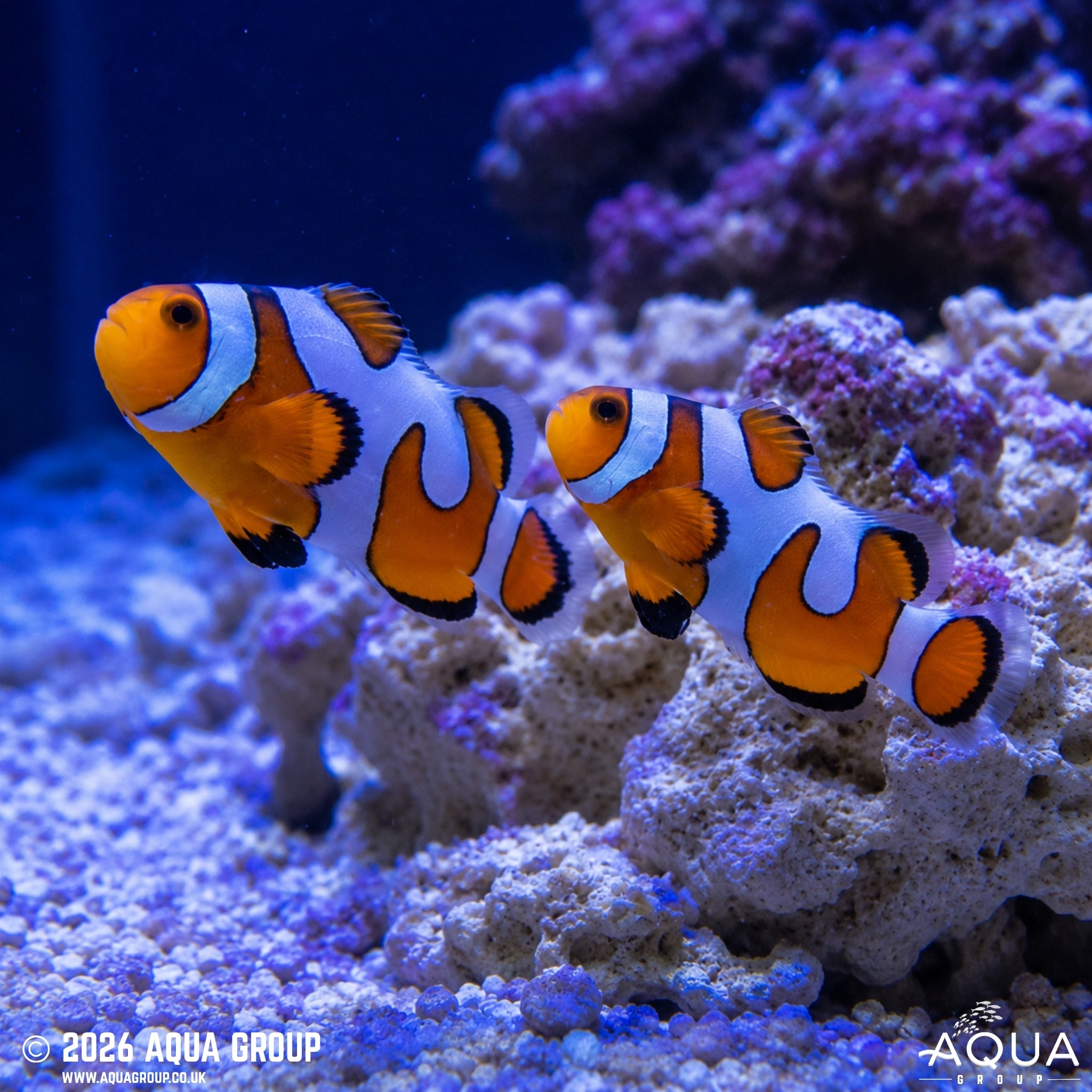 DaVinci Clownfish - Amphiprion ocellaris