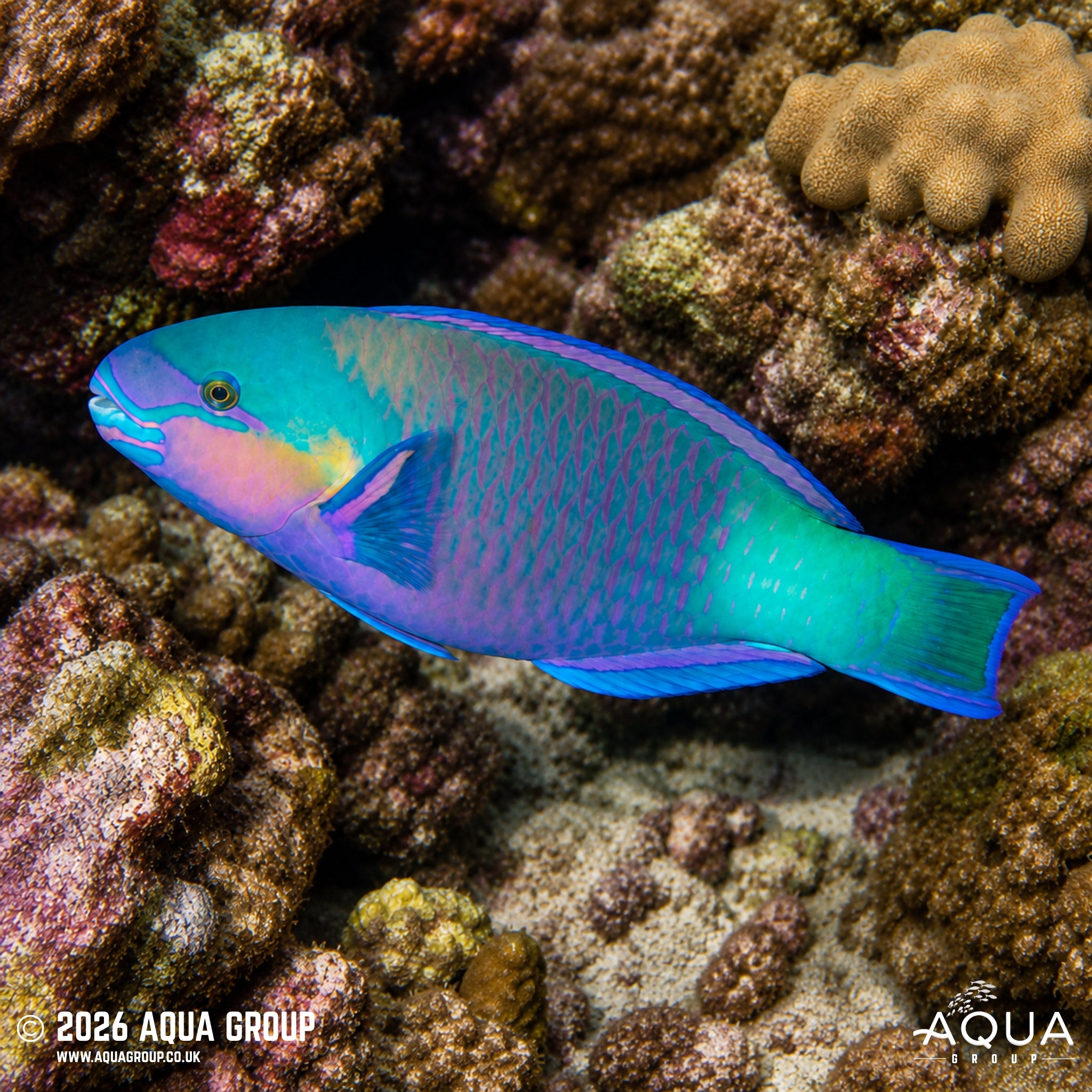 Daisy Parrotfish - Chlorurus sordidus