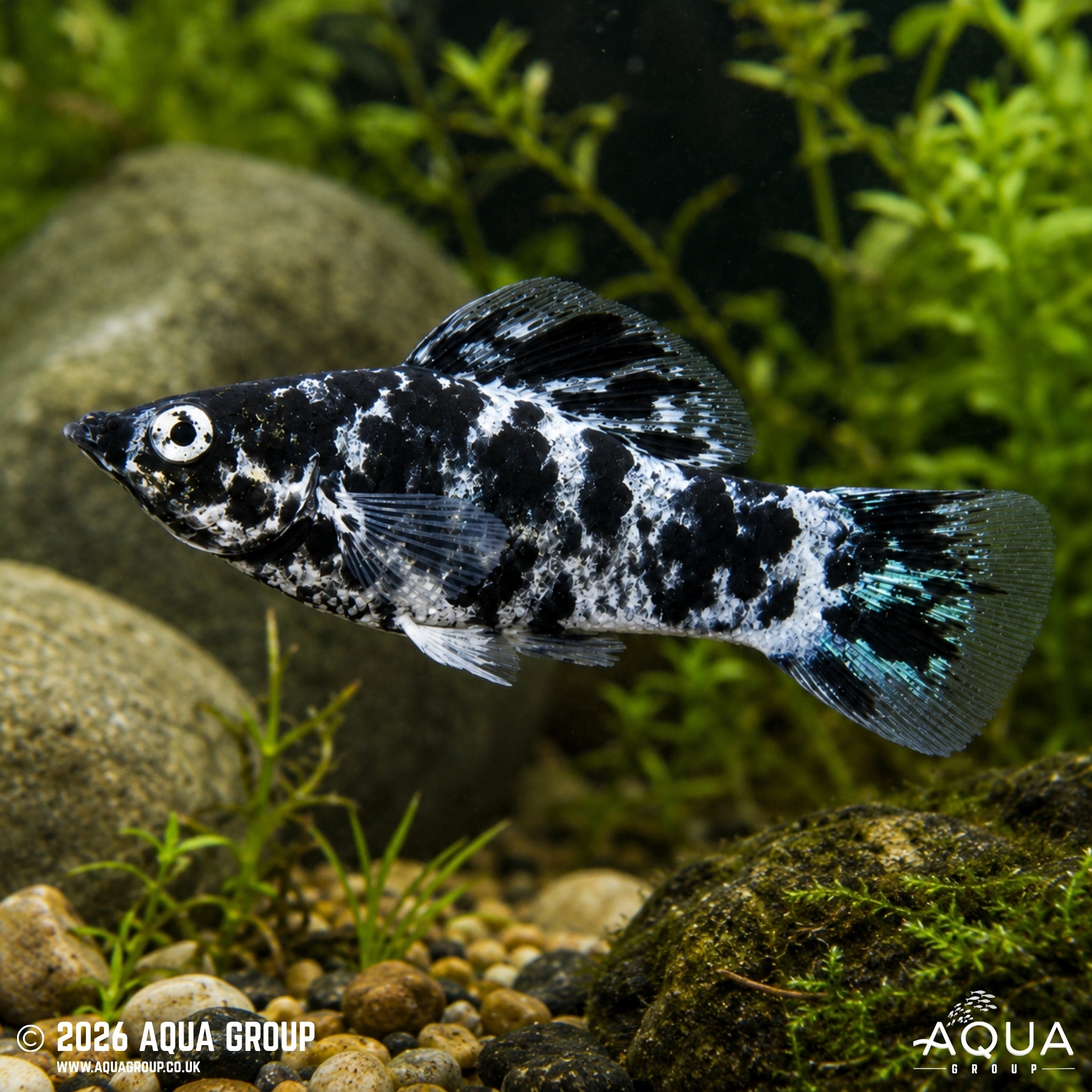 Dalmatian Molly - Poecilia latipinna