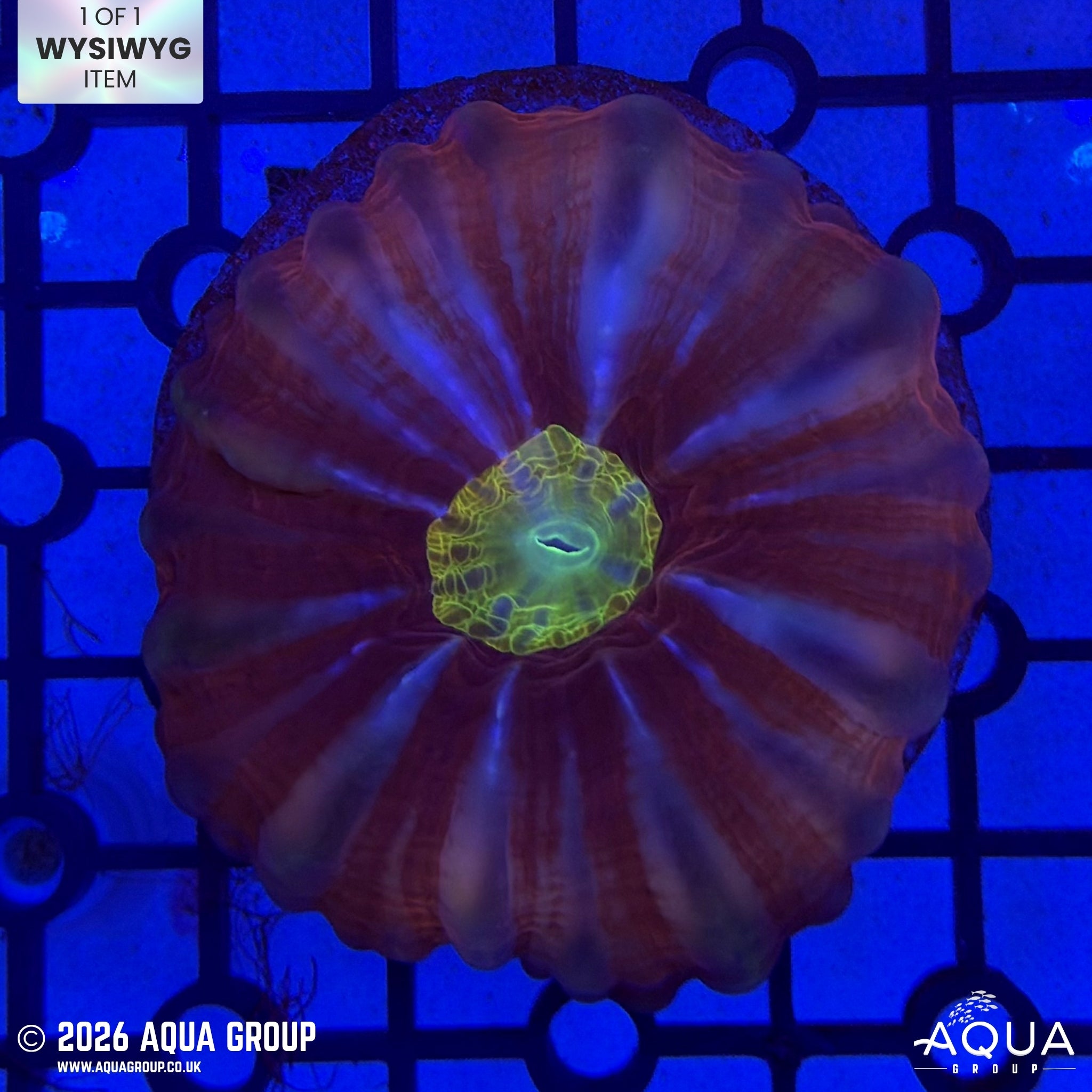 Dark Red Green Mouth Cynarina #5 - WYSIWYG