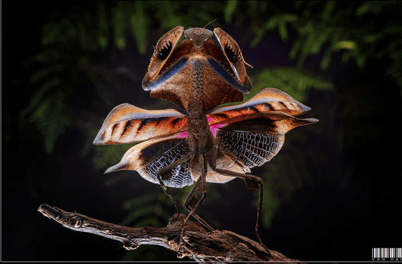 Deroplatys Gorochovi- Vietnam Dead Leaf