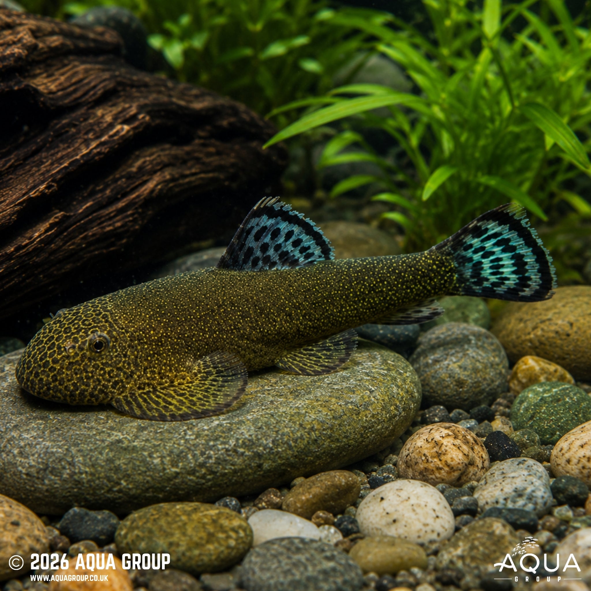 Double Blue Zebra Borneo Loach - Gastromyzon sp.