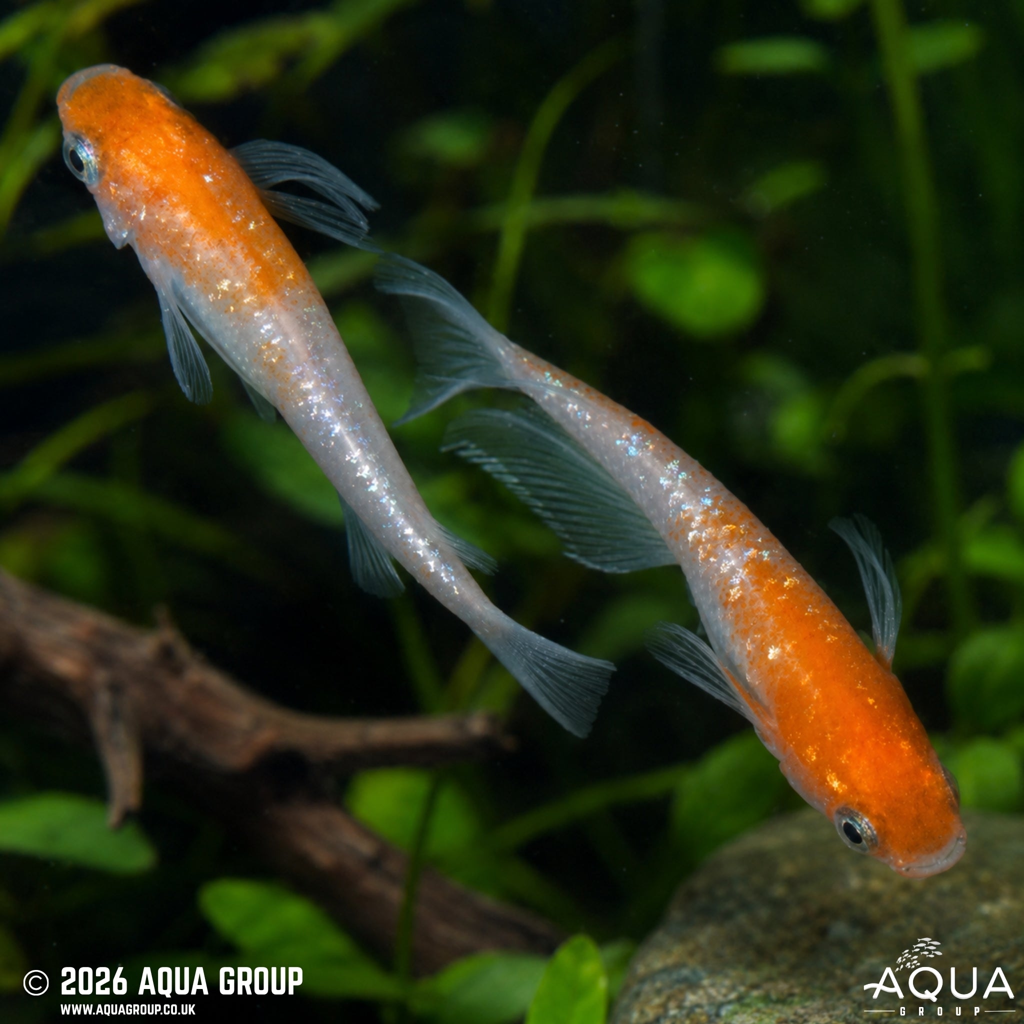 Red and White Lame Ricefish - Oryzias latipes