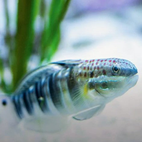 Dragon Goby - West Ind Ocean