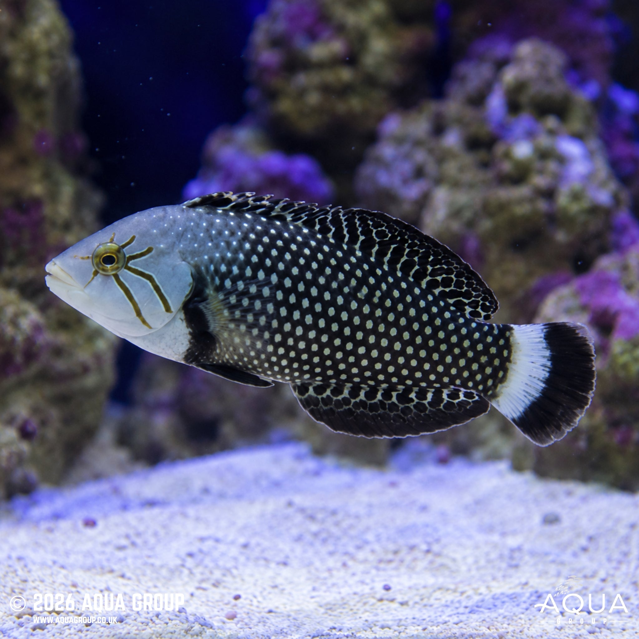 Dragon Wrasse - Novaculichthys taeniourus