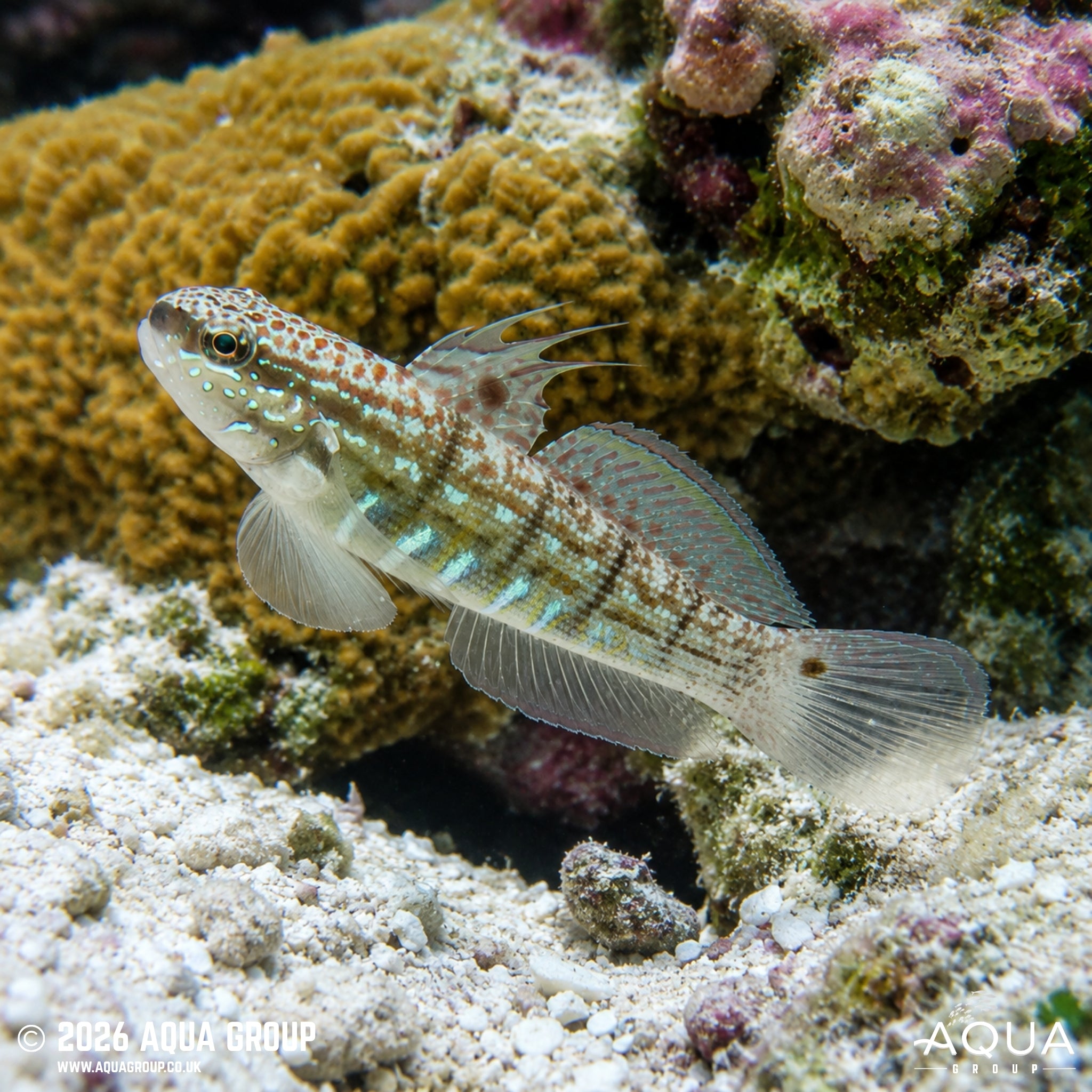 Dragon Goby - Amblygobius semicinctus