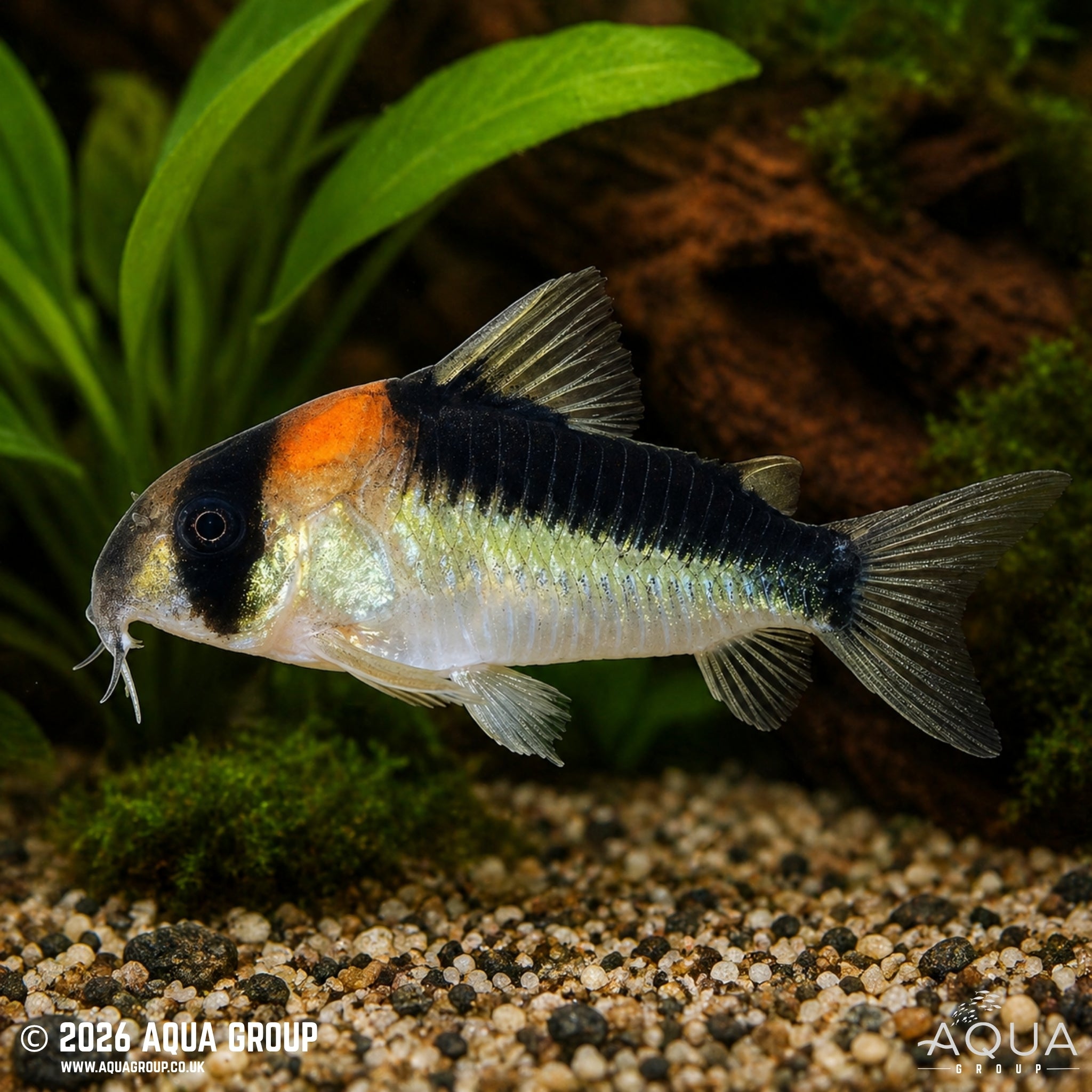 Duplicate Cory - Hoplisoma duplicareum