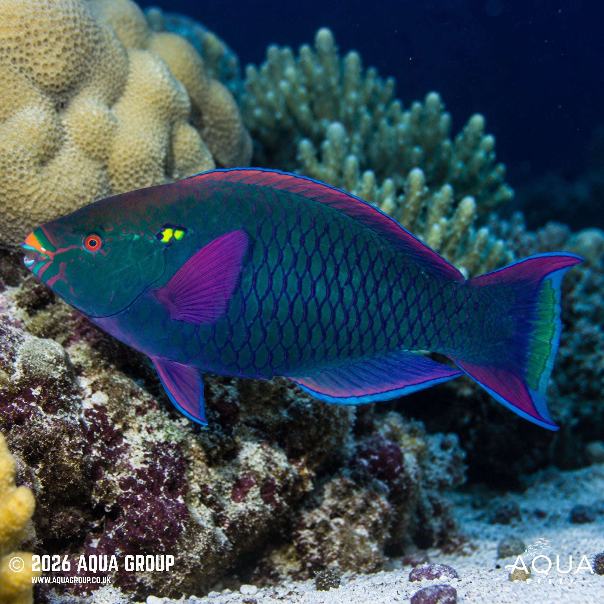 Dusky Parrotfish - Scarus niger