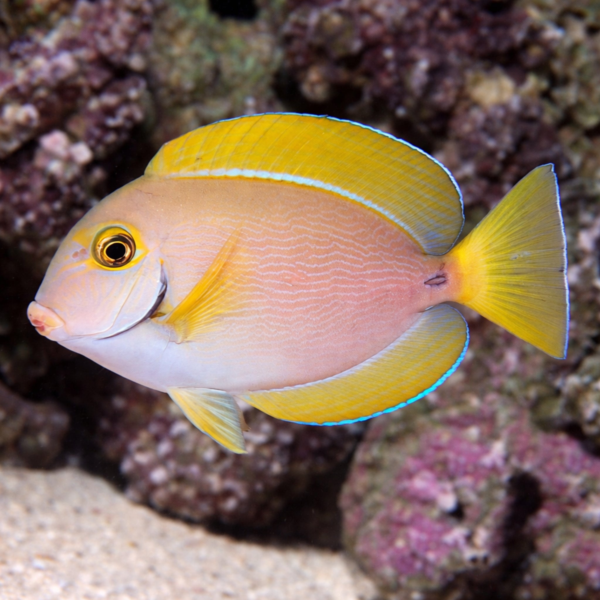 Dussumieri Tang - Acanthurus dussumieri