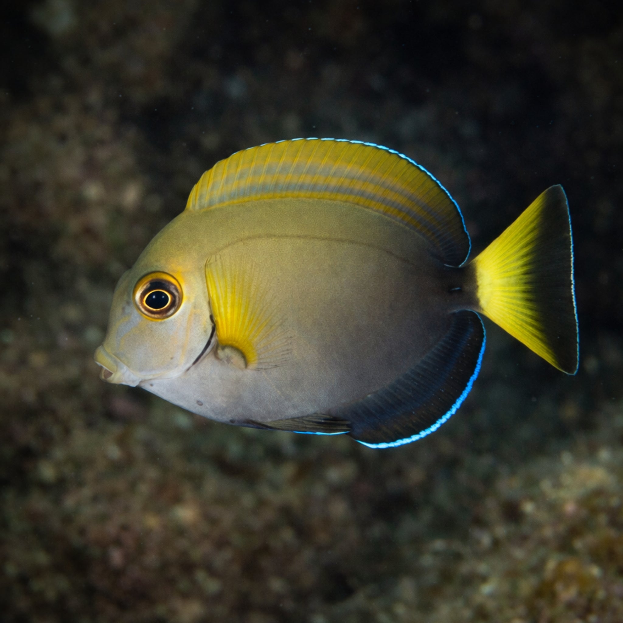 Dussumieri Tang - Acanthurus dussumieri