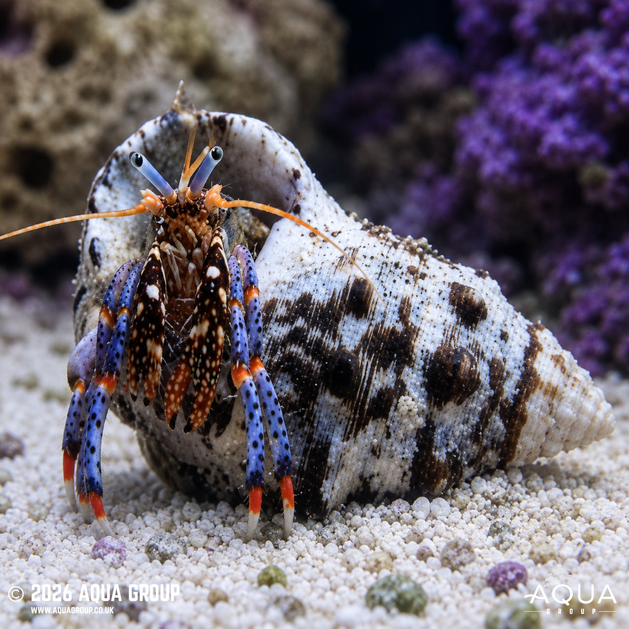 Dwarf Blue Leg Hermit Crab - Clibanarius tricolor
