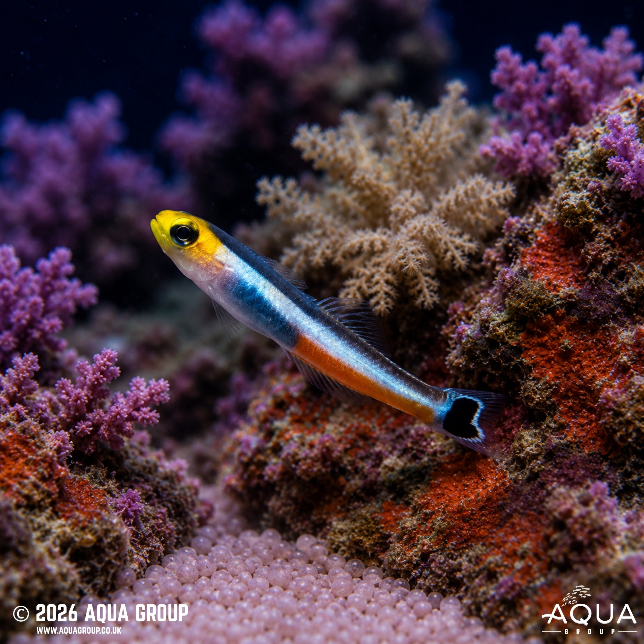 Dwarf Dartfish - Aioliops megastigma