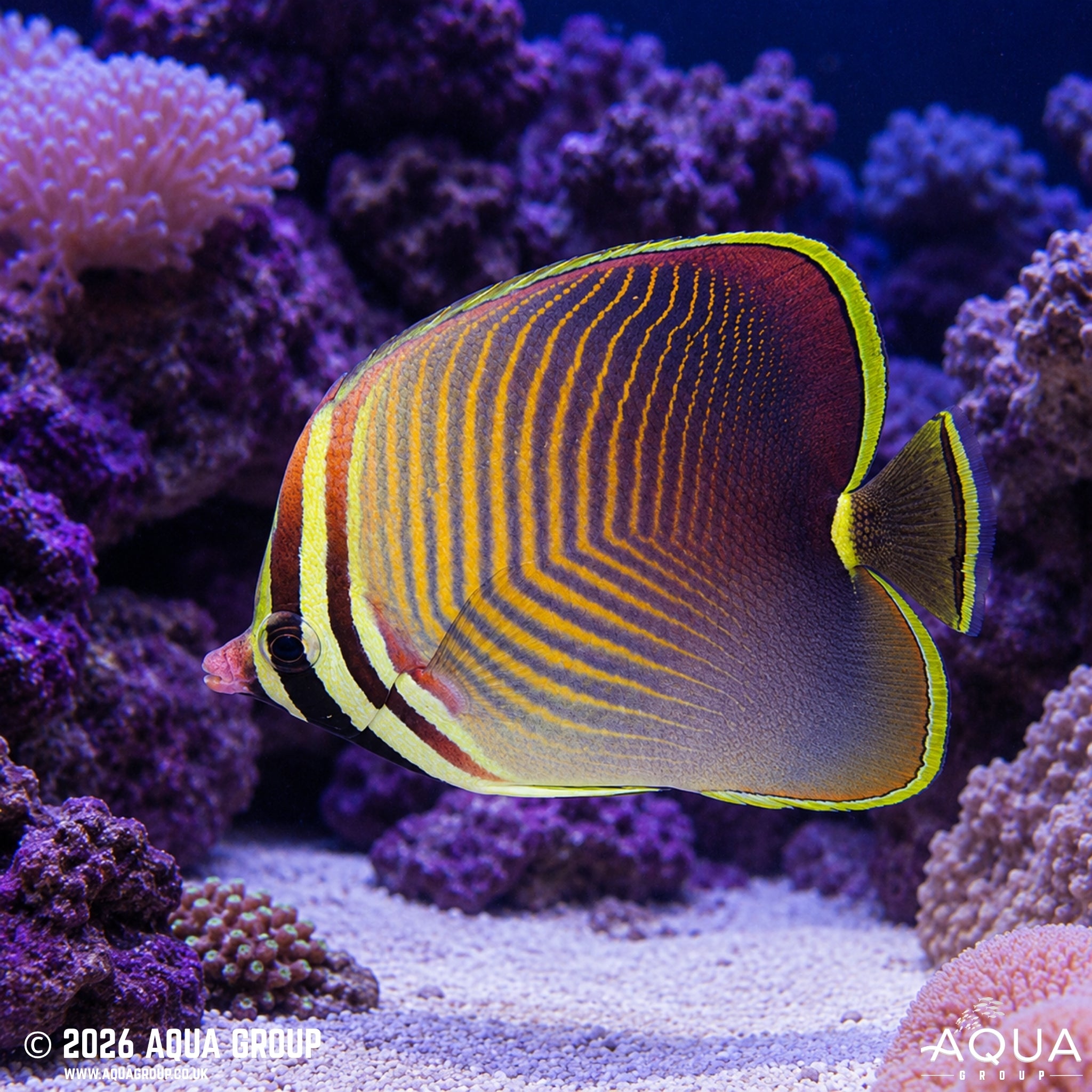 Eastern Triangle Butterflyfish - Chaetodon Baronessa
