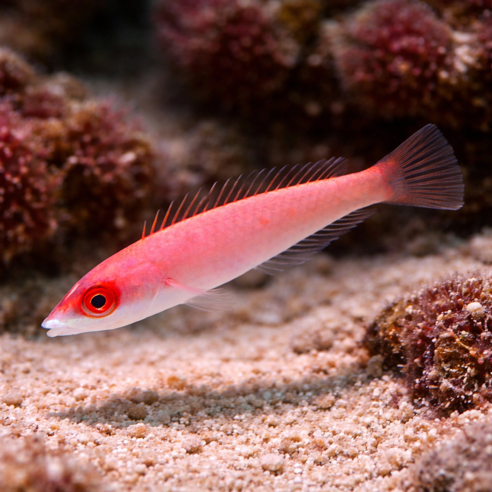Edwardi Pencil Wrasse - Pseudojuloides edwardi