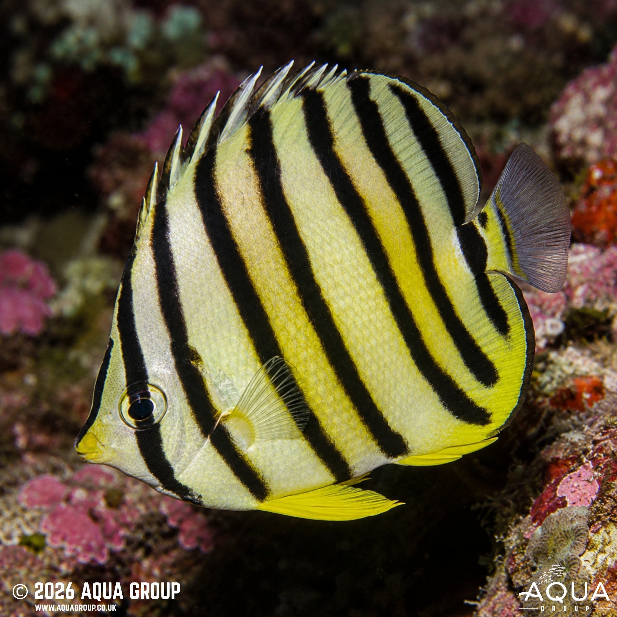 Eight-band Butterfly - Chaetodon octofasciatus