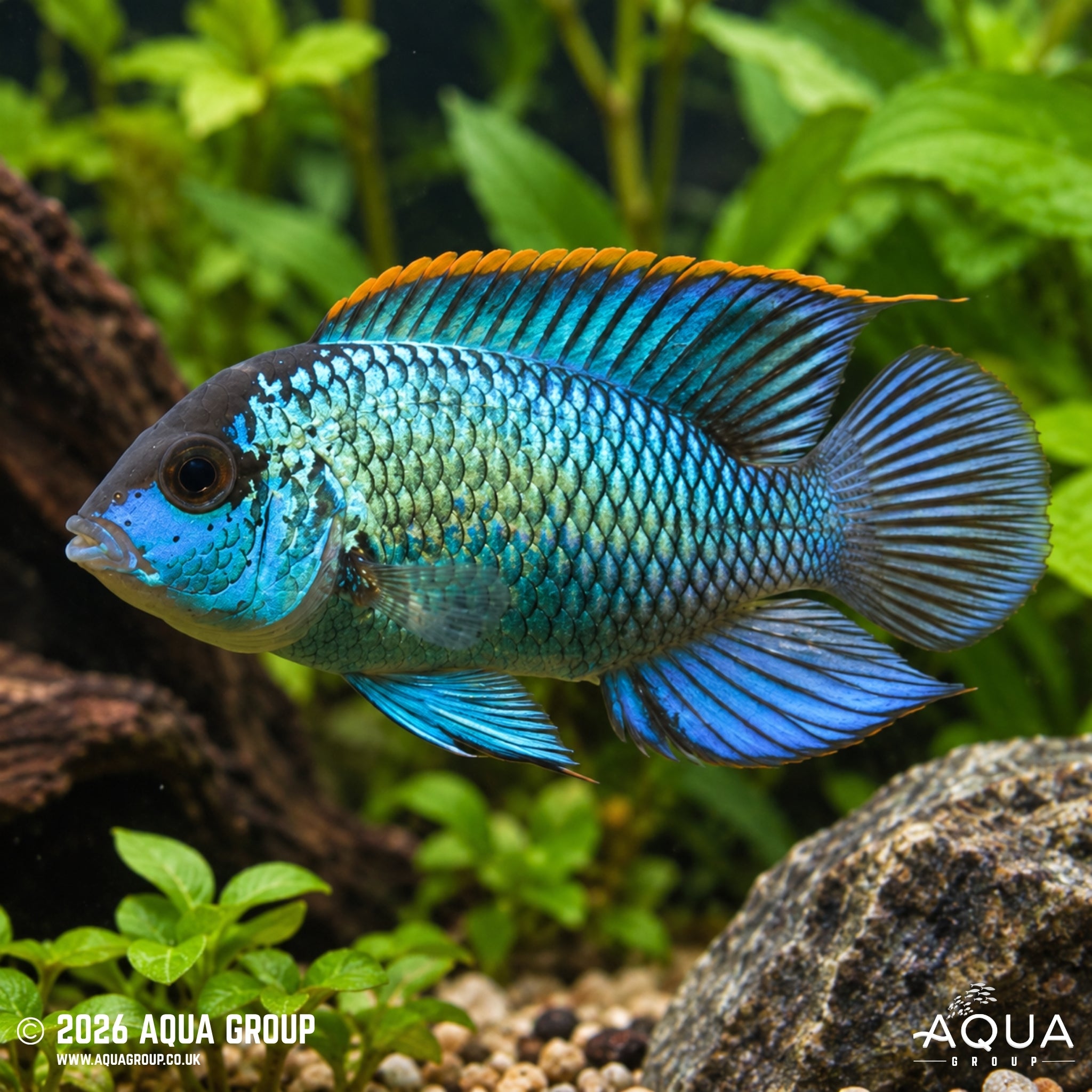 Electric Blue Acara - Andinoacara pulcher
