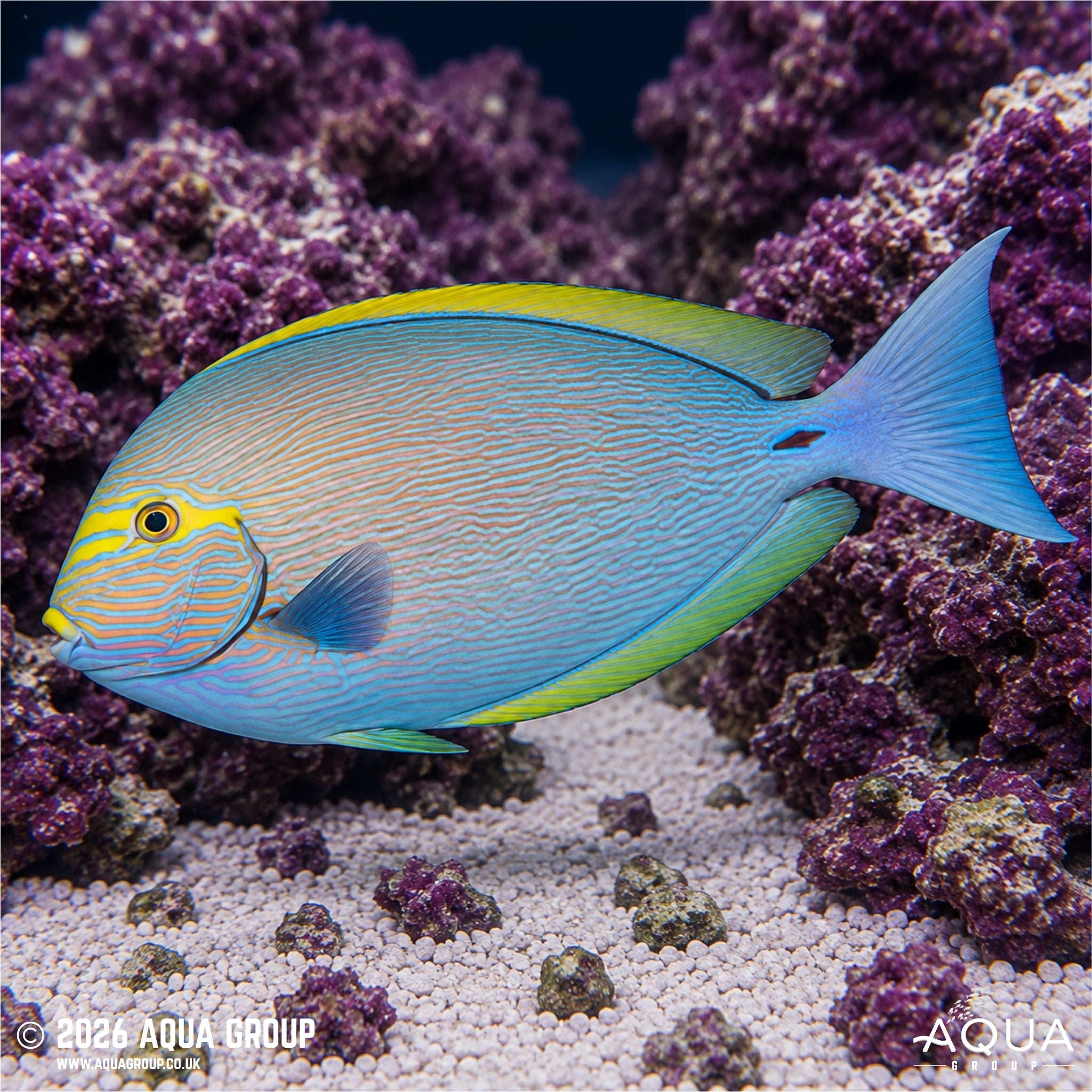 Elongate Surgeonfish - Acanthurus mata