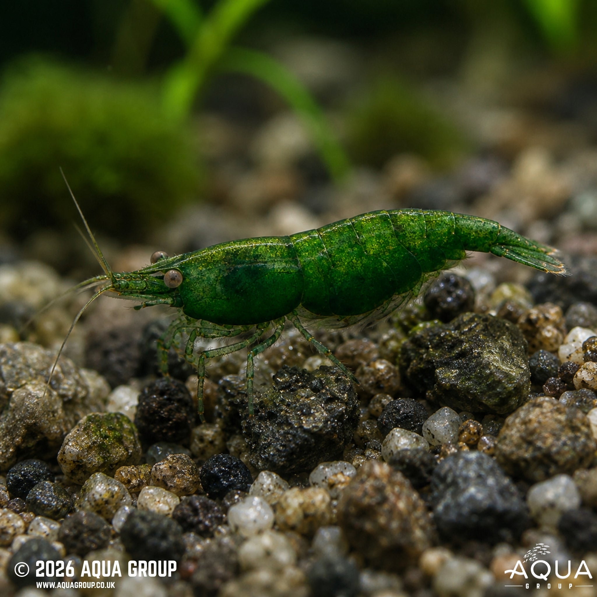 Emerald Green Shrimp - Neocaridina spp
