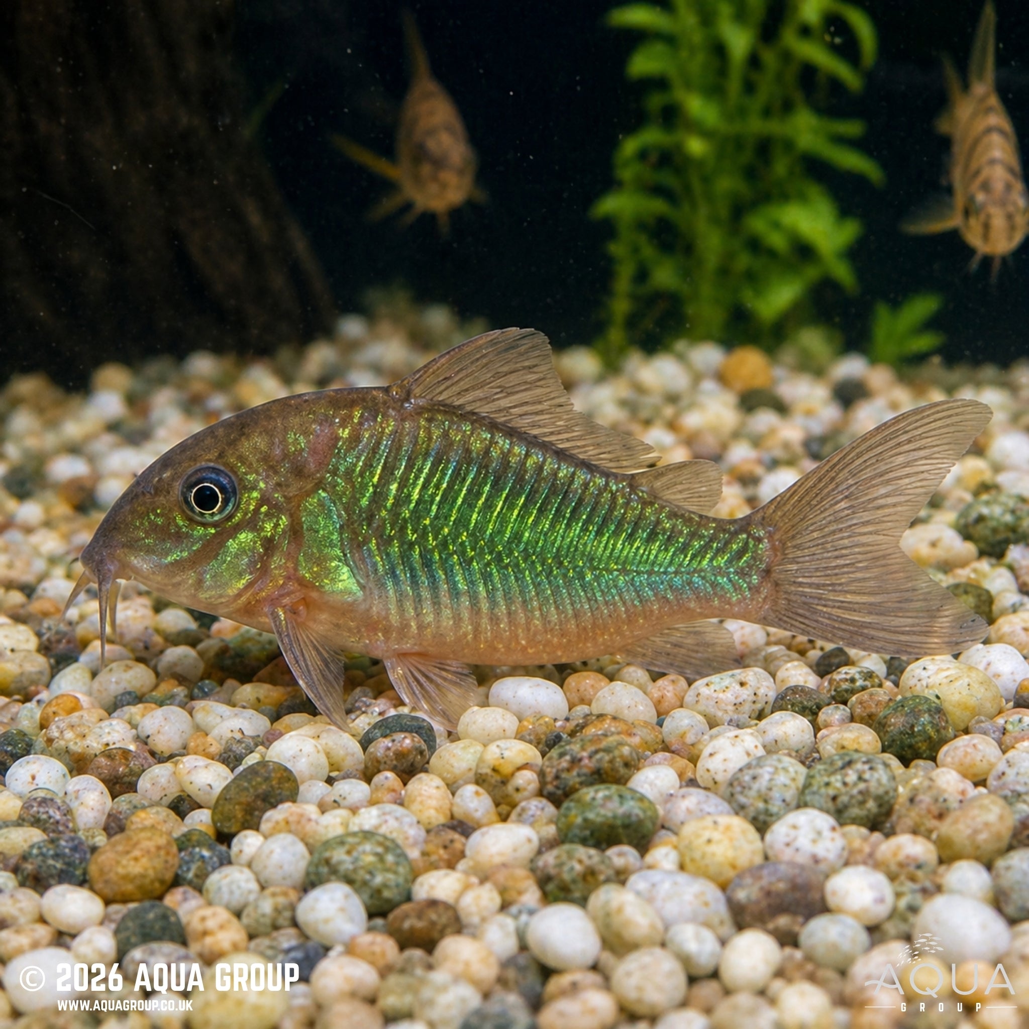 Emerald Brochis - Brochis splendens