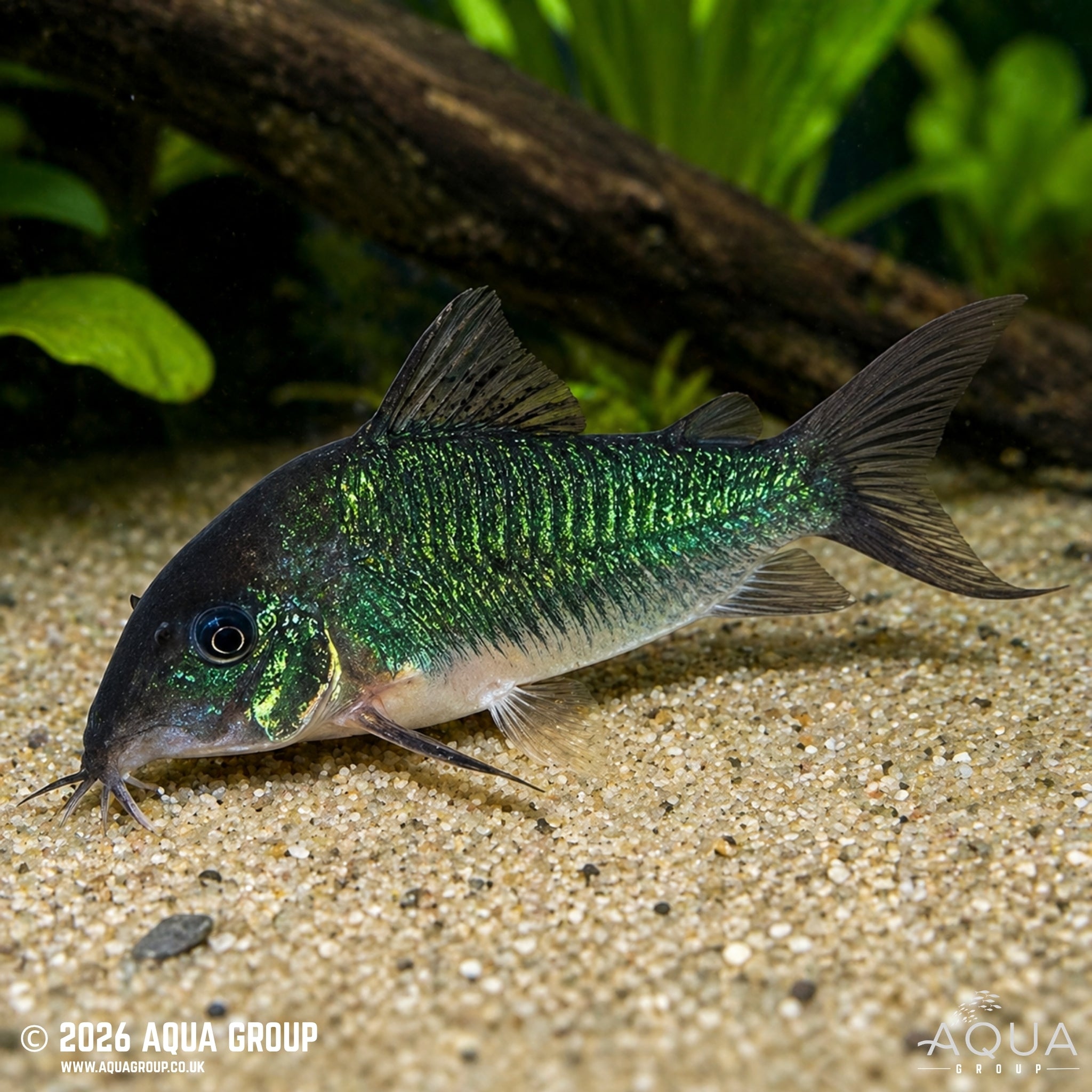 Emerald Brochis - Brochis splendens