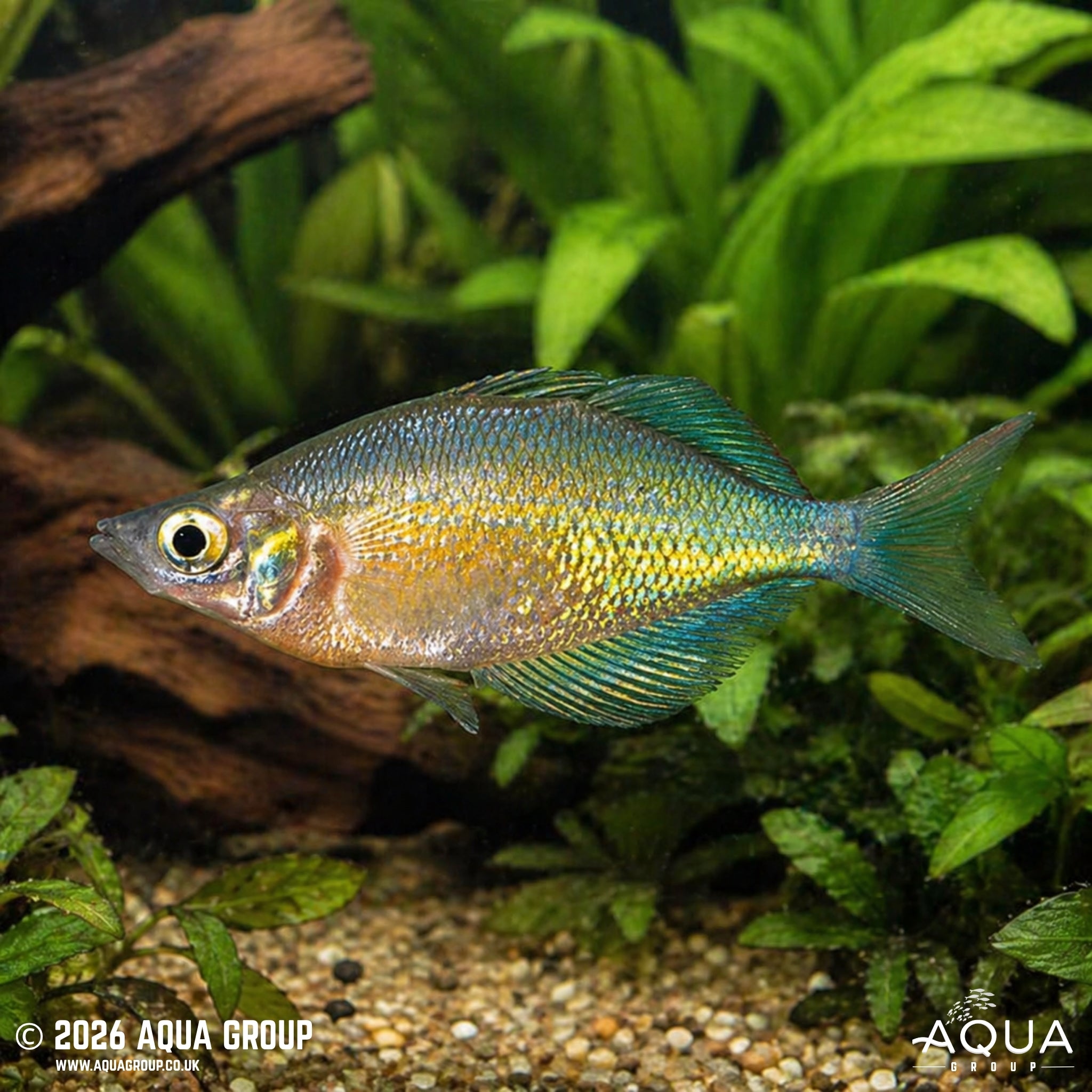 Emerald Green Rainbowfish - Glossolepis wanamensis
