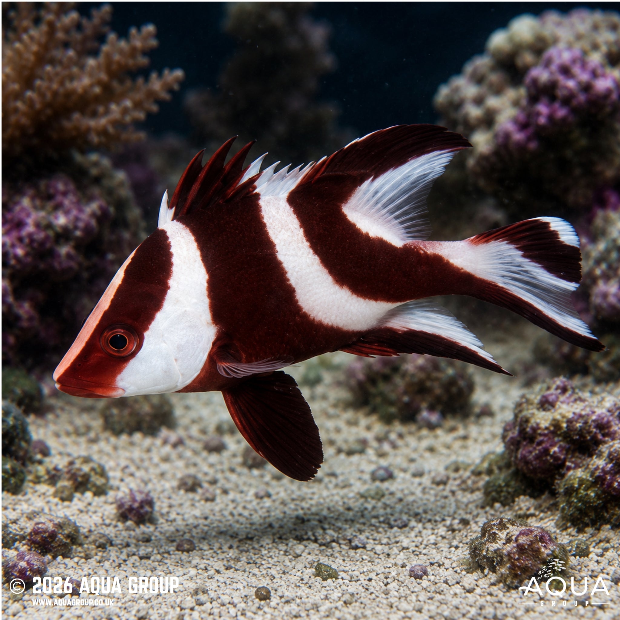 Emperor Snapper - Lutjanus sebae